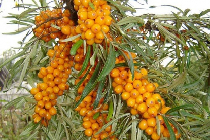 Astelpaju ´Botanitsekaja ljubiteskaja´ (Hippophae rhamnoides)