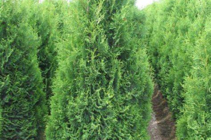 Harilik elupuu ´Holmstrup´ (Thuja occidentalis)