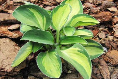 Hosta ´Holy mouse ears´ (Hosta)