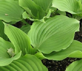 Kõrge hosta (Hosta elata)