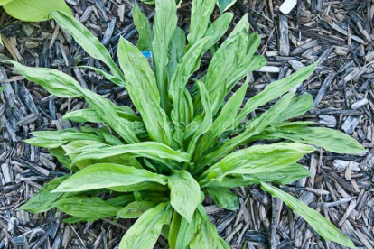 Hosta ´Foxfire Good Friday´ (Hosta)