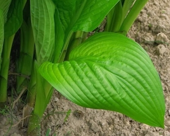 Püstlehine hosta (Hosta rectifolia)