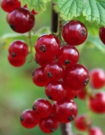 Punane sõstar ´Houghton Castle´ (Ribes rubrum) - kuni 10 cm kõrgune noortaim