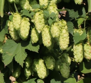 Harilik humal (Humulus lupulus)