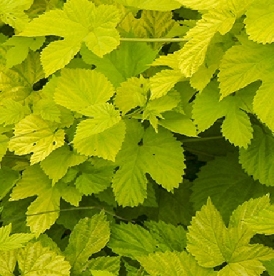 Harilik humal ´Aureus´ (Humulus lupulus)