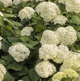 Puishortensia ´Incrediball´ (Hydrangea arborescens)