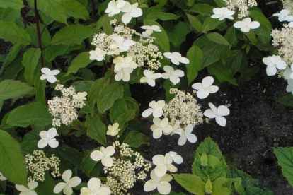 Himaalaja hortensia (Hydrangea heteromalla)