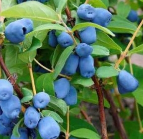 Söödav kuslapuu  'Indigo Gem' (Lonicera edulis)