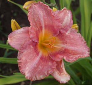 Päevaliilia ´Inta´ (Hemerocallis)