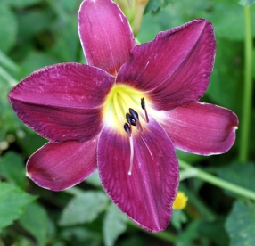 Päevaliilia ´Intriig´ (Hemerocallis)