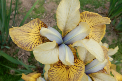 Siberi võhumõõk  ´Flying Fiddle´ (Iris sibirica)