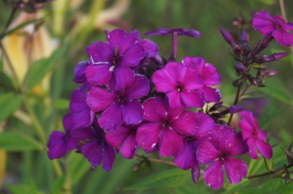 Aedfloks ´Iris´ (Phlox paniculata)