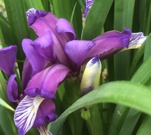 Kõrreleheline iiris (Iris geminea)