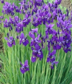 Siberi võhumõõk (Iris sibirica)