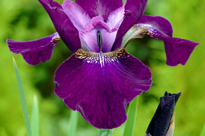 Siberi võhumõõk ´Hubbard´ (Iris sibirica)