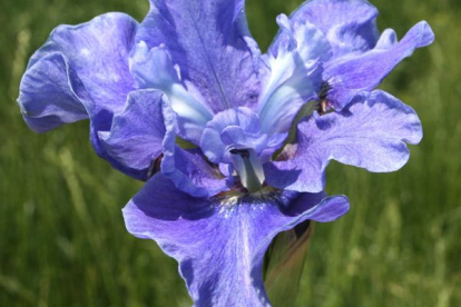 Iris sibirica ´Just Because´ - Siberi võhumõõk