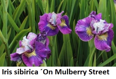 Siberi võhumõõk ´On Mulberry Street´ (Iris sibirica)