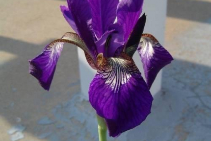 Siberi võhumõõk ´Salem Witch´ (Iris Sibirca)