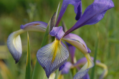 Soo-Iiris (Iris spuria)