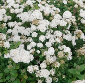 Kaseleheline enelas ´Island´ (Spiraea betulifolia)