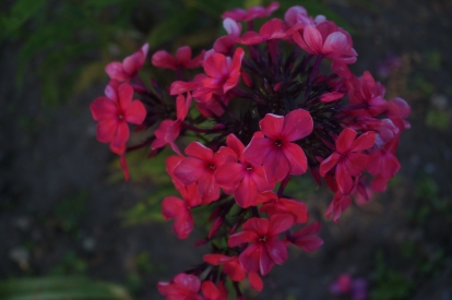 Aedfloks ´Ivan-Zarya´ (Phlox paniulata)