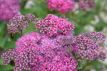 Jaapani enelas ´Superstar´ (Spiraea japonica)