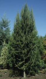 Jaapani lehis ´Jakobsen's Pyramid´ (Larix kaempferii)