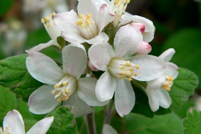 Ameerika jameesia (Jamesia americana)