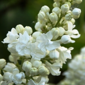 Harilik sirel ´Jeanne d´arc´ (Syringa vulgaris)