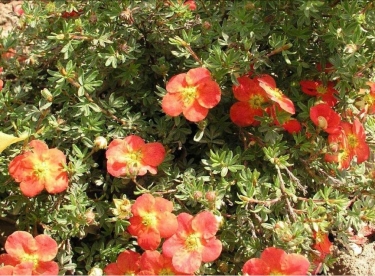 Põõsasmaran ´Jizera´ (Potentilla fruitcosa)