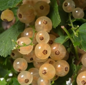 Valge sõstar ´Jütenborgi Valge´ (Ribes niveum)