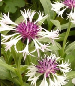 Mägijumikas ´Purple Heart´ (Centaurea montana)