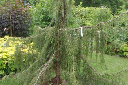 Harilik kadakas ´Hortsmann Pendula´ (Juniperus communis)