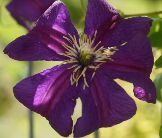 Elulõng ´Kasmu´ (Clematis)