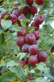 Õunapuu ´Kerr´ (Malus )