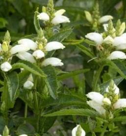 Viltune kilpkonnalill ´Alba´ (Chelone obliqua)