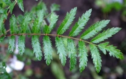 Pihlakas  ´Kiri sõbrale´ (Sorbus) - okulaat 0,5 m kõrge