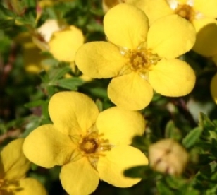 Põõsasmaran ´Kobold´ (Potentilla fruticosa)