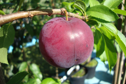 Kultuur alõtša ´Kubanskaja Kometa´ (Prunus)