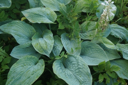 Hosta ´Komondo Dracon´ (Hosta)