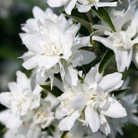 Ebajasmiin ´Komsomolets´ (Philadelphus)