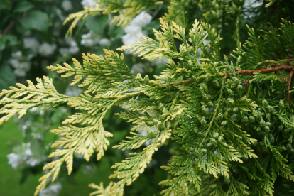 Korea elupuu ja hariliku elupuu hübriid ´Sume´ (Thuja) - Üliharuldane