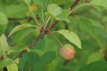 Õunapuu ´Korneli Krebs´ (Malus) - siidriõun