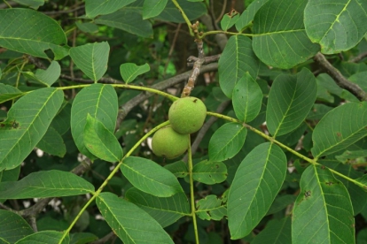 Kreeka pähklipuu (Juglans regia) - taimed 1,6 m kõrge. Ei saada postiga.