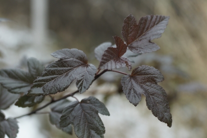 Põisenelas ´Kultus´ (Physocarpus)