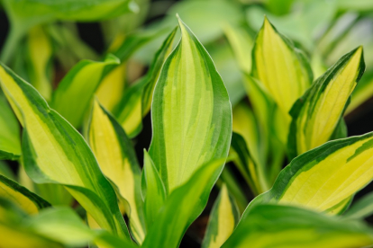 Hosta ´Lakeside Little Tuft´ (Hosta)