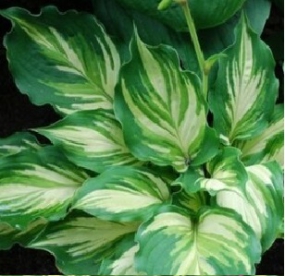 Hosta ´Lakeside Paisley Print´ (Hosta)