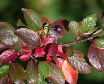 Pihlaka tüvele poogitud Läikiv tuhkpuu (Cotoneaste lucidus)