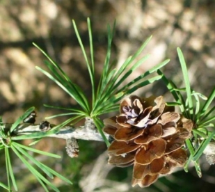 Randlehis (Larix maritima)