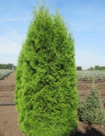 Harilik elupuu ´Latvia´ (Thuja occidentalis) - noortaim